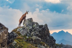 Scenic view of mountain goat on high rocky mountain peak in the Tatra Mountains