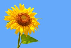 beautiful sunflower with blue sky