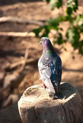 pigeon sitting on a stump