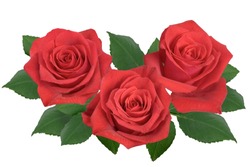Bouquet of red roses on a white background. Isolated