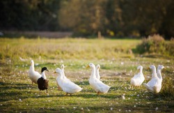 several white domestic ducks on a pond