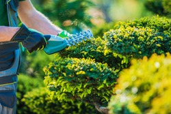 Plants Topiary Trimming by Cordless Trimmer. Closeup Photo. Professional Gardening Theme.