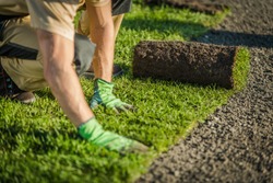 Professional Landscaper Lay Natural Grass Turfs. Natural Grass Installation. Gardening Industry Theme.