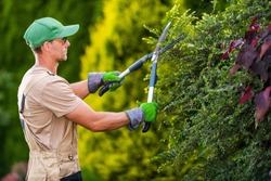 Seasonal Garden Plants Trimming by Professional Caucasian Gardener. Large Pro Scissors in Action. Landscaping and Gardening Industry Theme.
