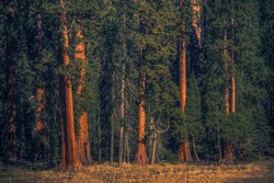 Summer Time in the Ancient Giant Sequoias Forest of California Sierra Nevada Mountains. American Natural Wonder. 