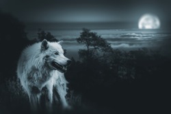 Wolf the King of Wilderness. White Alpha Wolf During Full Moon Night Looking For a Prey in the Wilderness.