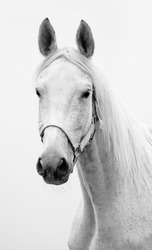 Black and white portrait of Hannoverian mare