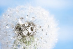 Isolated dandelion with dew on blue sky background. Close-up of dewdrop on the head of dandelion. Purity and blooming.