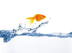 gold fish jumping over slash blue water