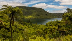 Dense Tropical Forest. Landscape with Lake, Green Fern Trees, Palms,  Without People. New Zealand Tropical Woods. Tropical Rainforest Vegetetion. Palm Trees, Lianas and Creepers. Cloudy Sunny Sky.