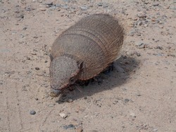 The Big Hairy Armadillo or Large Hairy Armadillo - latin name: Chaetophractus villosus. Young Individual Walking on a Sandy Savannah of Argentina.