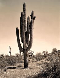 Sepia tone Saguaro cactus Arizona high desert