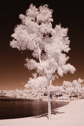 Color Infrared tree at a residential lakeside