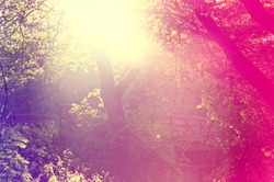 Abstract sunburst vintage summer background. Blurred instagram vintage forest.