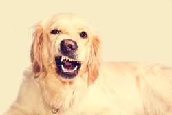 Angry golden retriever dog shows teeth. Pets.