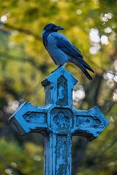 The hooded crow (Corvus cornix) standing on a cross in the shadow, bad omen sign, Eurasian bird in the genus Corvus, family: Corvidae.