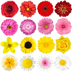 Big Selection of Various Flowers Isolated on White Background. Red, Pink, Yellow, White Colors including rose, dahlia, marigold, zinnia, straw flower, sunflower, daisy, primrose and other wildflowers