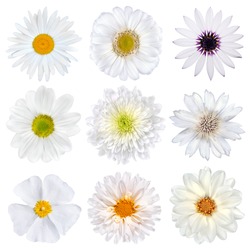 Various Selection of White Flowers Isolated on White Background. Set of Nine Daisy, Gerber, Marigold, Osteospermum, Chrysanthemum, Strawflower, Cornflower, Dahlia Flowers