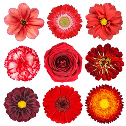 Selection of Various Red Flowers Isolated on White Background. Set of Nine Dahlia, Gerber, Daisy, Carnation, Rose, Zinnia Flowers