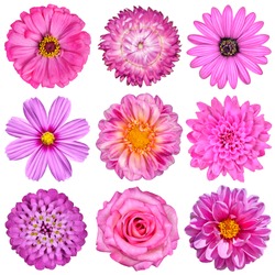 Selection of Pink White Flowers Isolated on White. Nine Flowers - Daisy, Strawflower, Zinnia, Cosmea, Chrysanthemum, Iberis, Rose, Dahlia