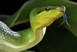 Green rat snake / Gonyosoma oxycephalum