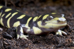 Tiger salamander / Ambystoma tigrinum