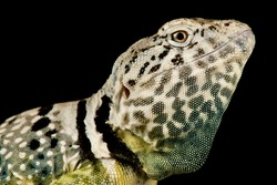 Black-spotted collared lizard (Crotaphytus collaris melanomaculatus)