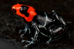 Blessed poison frog (Ranitomeya benedicta)