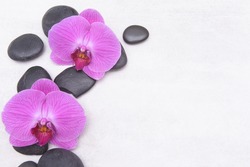 Two closeup pink Orchid flower and zen back stones isolated on white background