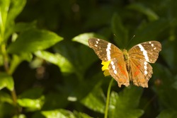 butterfly on foliage