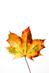 fall colored leaf