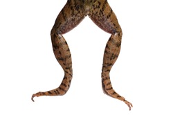 Green frog legs (Rana clamitans)