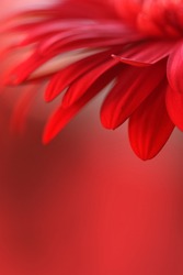 red flower background