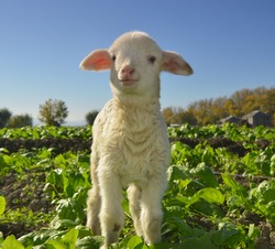 a white suffolk lamb, a few days old, standing on the grass