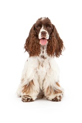 A one year old female Cocker Spaniel dog sitting against a white background