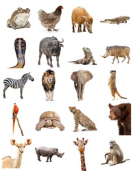 Set of twenty different zoo animals on white. Sized to print on letter paper or for use on websites or social media.
