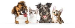 Cute dogs and cats together hanging paws over white horizontal website banner or social media header