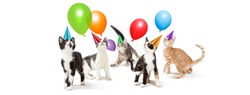 Group of five kittens wearing birthday party hats playing with floating balloons. Horizontal web banner or social media cover with copyspace.