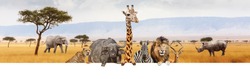 Large group of African safari animals together hanging paws over blank white horizontal web banner or social media header