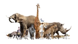 Large group of African animals together on white background