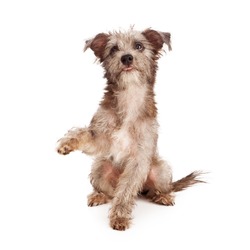 A little terrier mixed breed puppy dog raising a paw to shake with a cute expression on his face