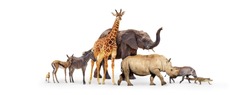 Row of cute baby zoo safari animals walking to side together over white background web banner