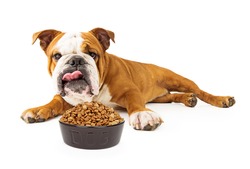 Bulldog laying against a white background and sticking his tongue out making a funny face with a heaping bowl of dog food in front of him.