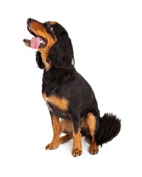 Alert Gordon Setter Mix Breed Dog sitting sideways.  Dog is looking to the side with its tongue hanging out of it mouth. 
