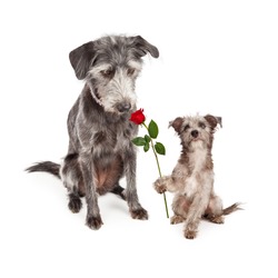 Cute little terrier crossbreed puppy dog lokking up at his mother and handing her a single red rose flower for Mother's Day