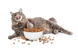 A large longhair grey color cat laying down and licking lips with paw in an overflowing bowl of food