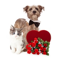 A cute little kitten and Terrier mixed breed dog together with a Valentine's Day candy heart and a dozen red roses