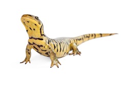 Tiger Salamander on a white background lifting head up