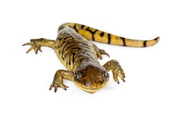 Tiger Salamander on a white background looking forward into camera