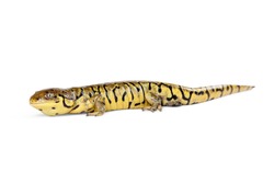 Side view of Tiger Salamander on a white studio background